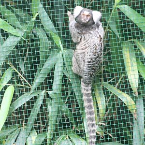 Common marmoset