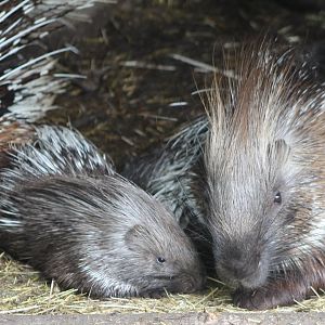Crested porcupine with young