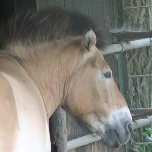 Przewalski horse