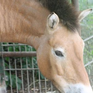 Przewalski horse