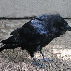 Raven