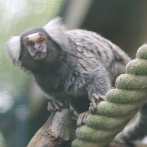 Common marmoset
