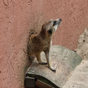 Meerkat