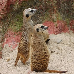 Meerkats