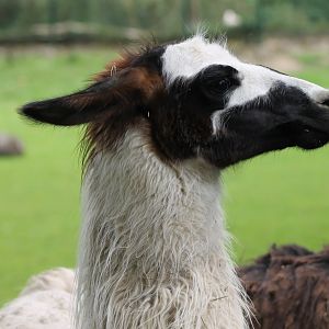 Llama