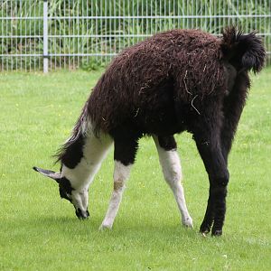 Llama