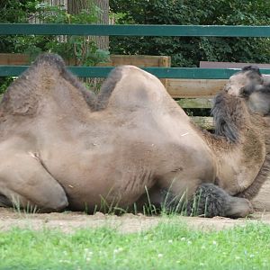Camel