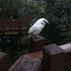Bali mynah