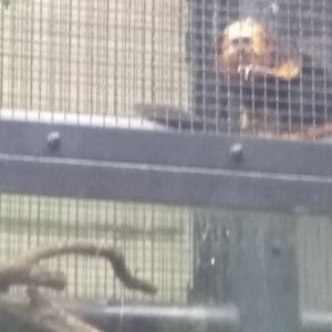 Golden-head lion tamarin