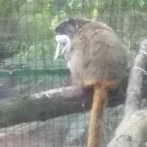 Emperor tamarin