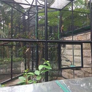 Squirrel monkey exhibit
