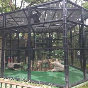 Siamang exhibit