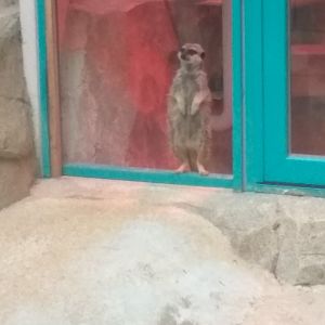 Meerkat