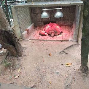 Spurred tortoise with a cat(!?)