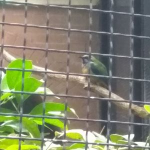 Leafbird