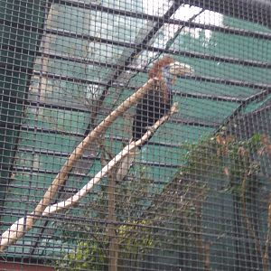 Yellow-casqued wattled hornbill