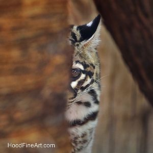 ocelot peek-a-boo