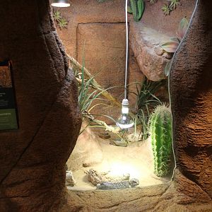 Enclosure Singleback skink