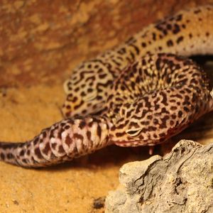 Leopard geckos
