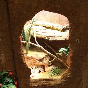 Enclosure Leopard gecko