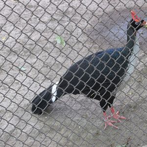 horned guan