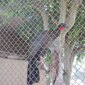 crested guan