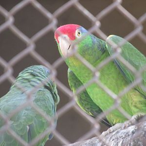 red crowned amazon parrot