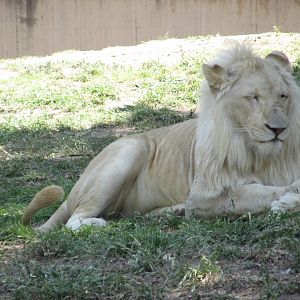 white lion