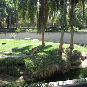 Bengal tiger exhibit