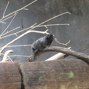 Wied´s black tufted marmoset