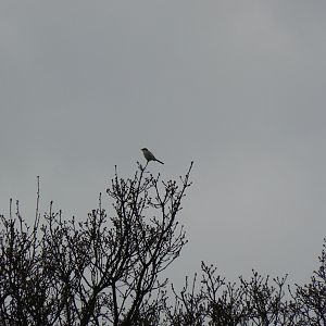 Great Grey Shrike - 1 April 2017, Acaster Airfield