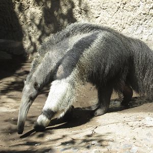 great anteater
