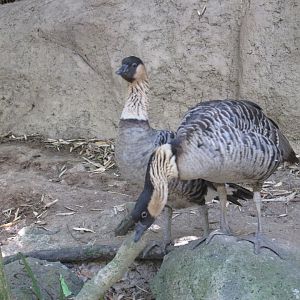 nene geese
