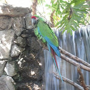 mexican military macaw