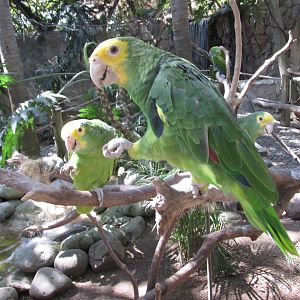 yellow headed amazon parrots