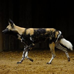 African hunting dog