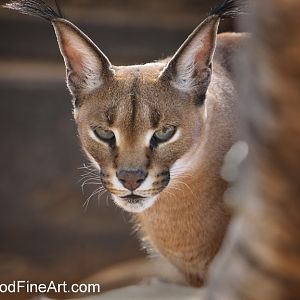 caracal