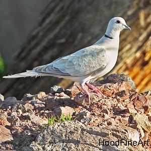 wild collared dove (amelanistic)