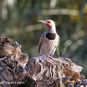 wild gilded flicker