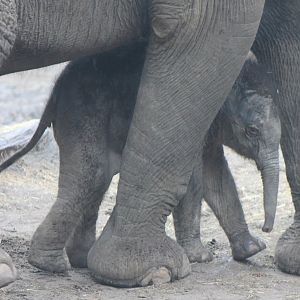 Yunha  - baby Asian elephant  born March 25 2017