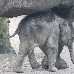 IMG_6287 Yunha  - baby Asian elephant  born March 25 2017