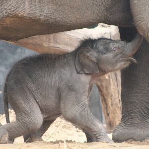 Yunha - baby Asian elephant  born March 25 2017