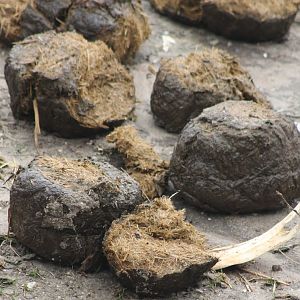 Elephant-droppings