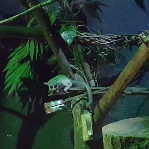 Senegal bushbaby