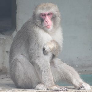 Japanese macaque