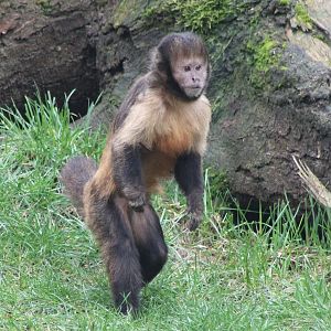 Yellow-breasted capuchin