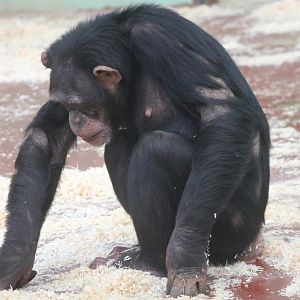 Chimpanzee