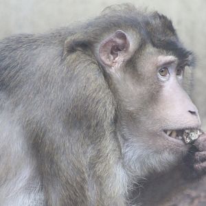 Sunda pig-tailed macaque