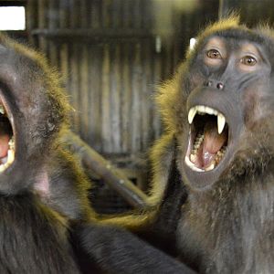 Gelada baboons