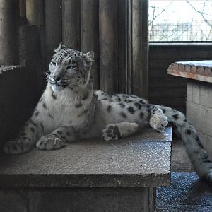 Snow leopard